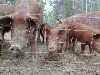 Beautiful Log Chalet Near Fernie, B.c