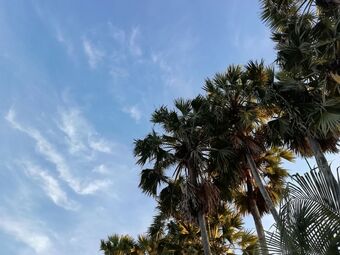 Hotel Palm Payom Village Resort