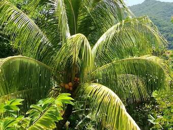 Apartment With One Bedroom In Rivi�re Pilote, With Wonderful Mountain View, Furnished Terrace And Wifi - 8 Km From The Beach