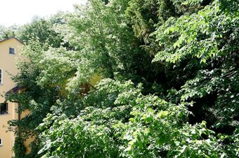 3-zimmer Apartment In Altstadtlage