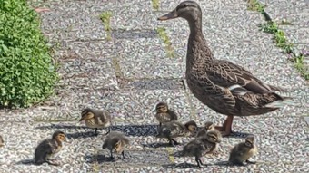 Apartamentos Luxe Studio Bovenweg