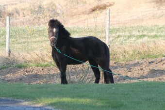 Posada The Claddagh Inn