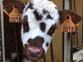 Romantic Holiday Home In Barricourt With Barbecue