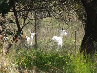 Posada Klipfontein Game Reserve