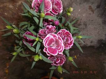 Yildiz Sari Konak Hotel