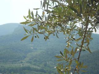 Hotel Le Domaine De L'oliveraie