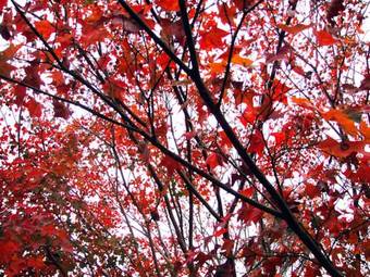 Bed & Breakfast Li Jin Kuan Homestay