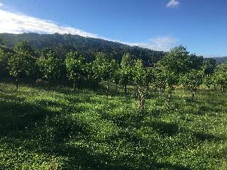 Agroturismo Quinta Das Ameixas - Country & Nature