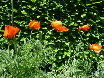 Apartamentos Garni Villa Siesta Park