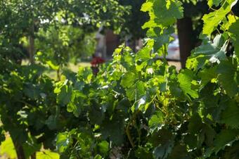 Casa Vista Flores Valle De Uco