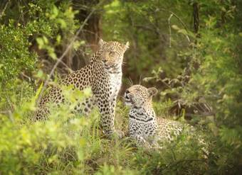 Lodge Tanda Tula Safari Camp