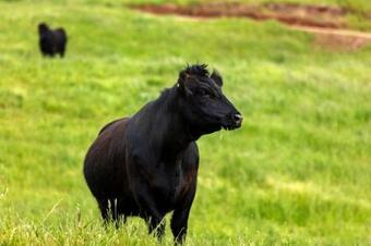 Agroturismo Elevation652 At Mt Bellevue In King Valley