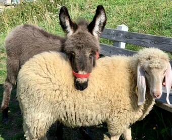 Apartamento Engadin Holidays Ch - Chasa 32 In Guarda