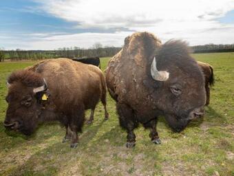 Apartamento Residence Safari Resort - Chateau