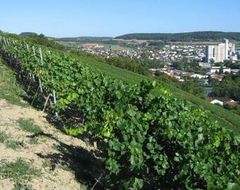 Hostal Weinstube Schwalbennest