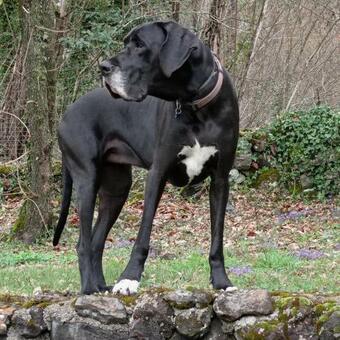 Agroturismo Mas Els Plans -turisme - Dog Friendly