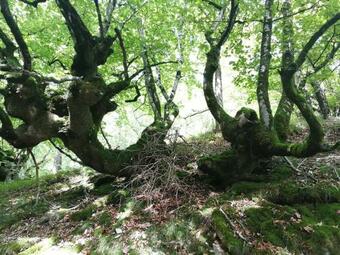 Lodge Caba�as En El Bosque - Adults Only