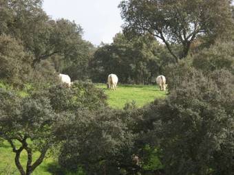 Casa Do Forno De Pao