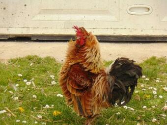 G�te Danz�, 3 Pi�ces, 6 Personnes - Fr-1-491-278