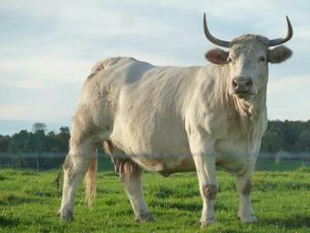 G�te Barrais-bussolles, 5 Pi�ces, 8 Personnes - Fr-1-489-172