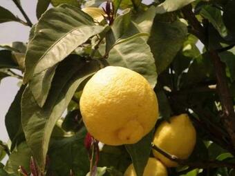 Apartment With One Bedroom In Le Bar Sur Loup With Wonderful Mountain View Enclosed Garden And Wifi