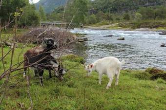 Agroturismo Flatheim Friluftsgard