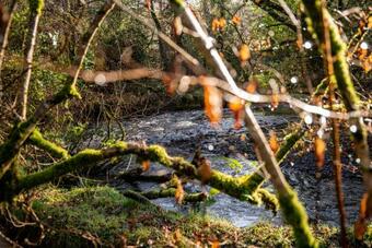 The Tree House - Eco-friendly, Back To Nature Experience