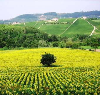 Bed & Breakfast Bricco Del Gallo