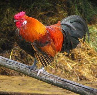 Agroturismo Agriturismo Il Ponticello