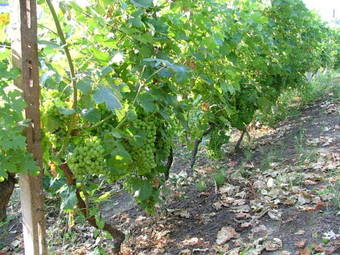 Bed & Breakfast Il Grappolo