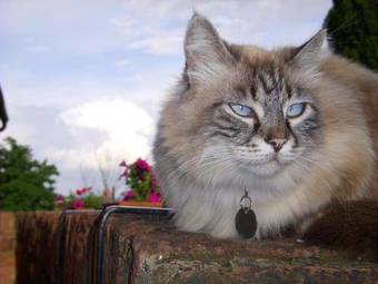 Apartamento La Casa Delle Querce