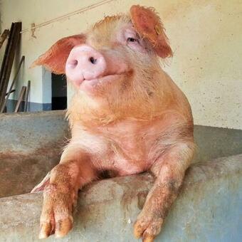 Agroturismo Antica Fattoria Del Colle