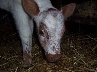 Agroturismo Farmhotel Efstidalur