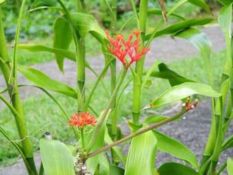 Apartment With One Bedroom In Le Lamentin With Wonderful Sea View Furnished Garden And Wifi 5 Km From The Beach