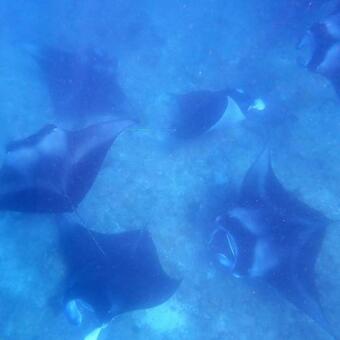 Hotel Mehel Holiday Home