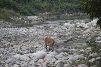 Hotel Aahana Corbett Wilderness