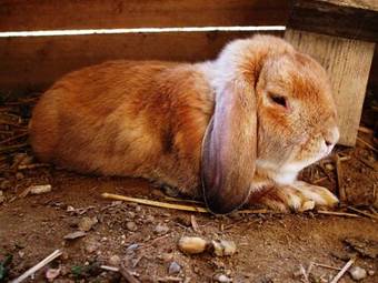 Bed & Breakfast T�nd�rszikla Panzi�