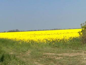 Hostal Ingrid Panzi�