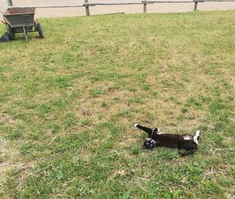 Agroturismo Pensjonat Przy Stajni