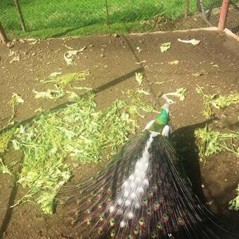 Bungalow With 2 Bedrooms In Furtado With Wonderful Mountain View Shared Pool Furnished Garden 20 Km From The Slopes