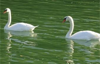 Apartment Stari Trg Ob Kolpi 08