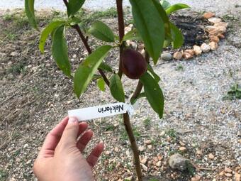 Hotel Yucca House G�kova