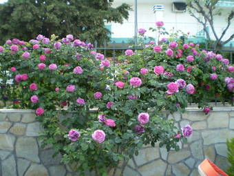 Pavloudis Apartments