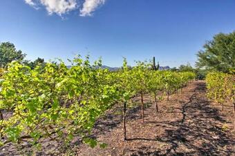 Luxe Tucson Vineyard Home With Views And Fire Pit