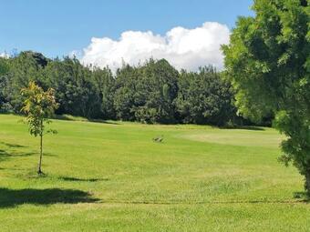 Ferns & Frogs Forest Hale Home