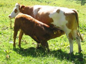 Agroturismo Bio-bauernhof Samerhof