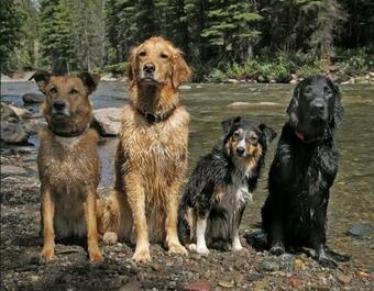 #8-9 The Lake Winnipesaukee Cottage 2-8 People, 5 Min Walk To Harbor, Free Bikes, Boats, Firewood, Wifi