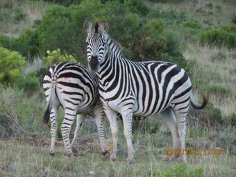 Hotel Garden Route Safari Camp