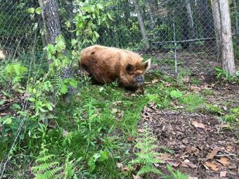 Agroturismo The Old Sindelar Farm