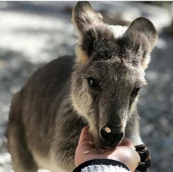 Villa Carawirry Forest Escape